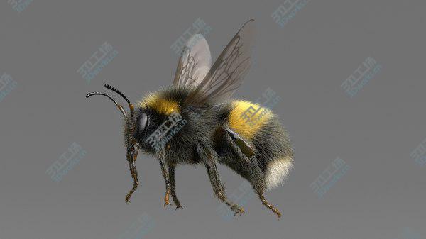 images/goods_img/20210312/3D Bumblebee White-tailed Rigged model/4.jpg